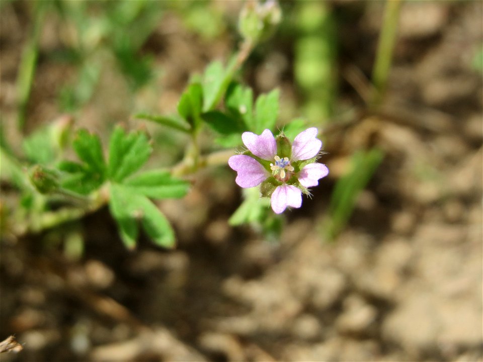Kleiner Storchschnabel (Geranium pusillum) auf einer Wiese zum Schutz der Haubenlerche beim Dänischen Lager bei Hockenheim