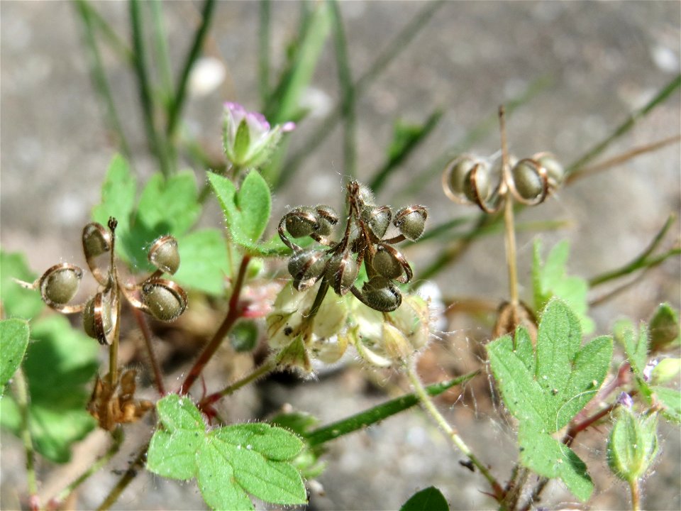 Ritzenbotanik: Kleiner Storchschnabel (Geranium pusillum) in Hockenheim