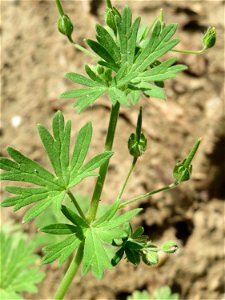 Kleiner Storchschnabel (Geranium pusillum) am Feldrand bei Hockenheim - an diesem Standort ungewönlich hoch gewachsen, weil er sich gegen ein Maisfeld behaupten muss