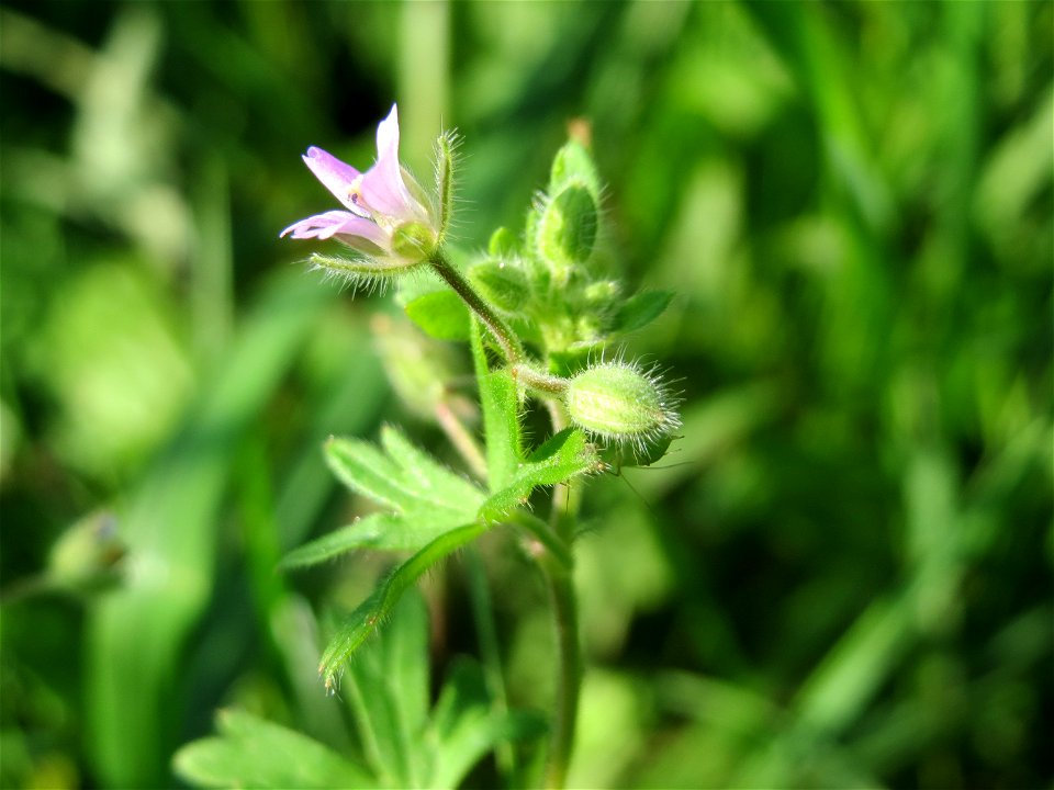 Kleiner Storchschnabel (Geranium pusillum) in Oftersheim