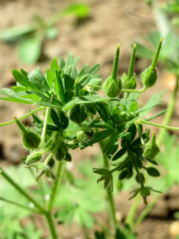 Kleiner Storchschnabel (Geranium pusillum) am Feldrand bei Hockenheim - an diesem Standort ungewönlich hoch gewachsen, weil er sich gegen ein Maisfeld behaupten muss