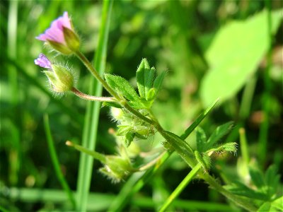 Kleiner Storchschnabel (Geranium pusillum) in Oftersheim
