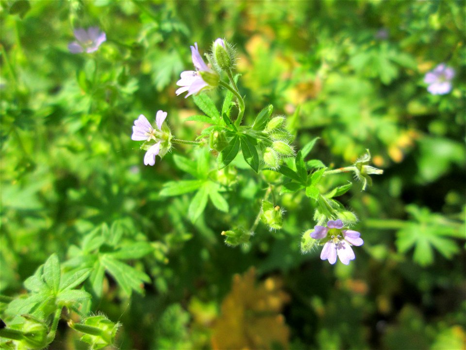 Kleiner Storchschnabel (Geranium pusillum) in Saarbrücken