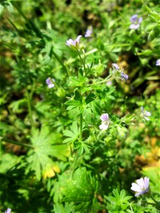 Kleiner Storchschnabel (Geranium pusillum) in Saarbrücken