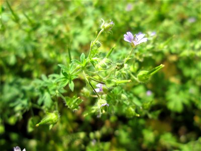 Kleiner Storchschnabel (Geranium pusillum) in Saarbrücken
