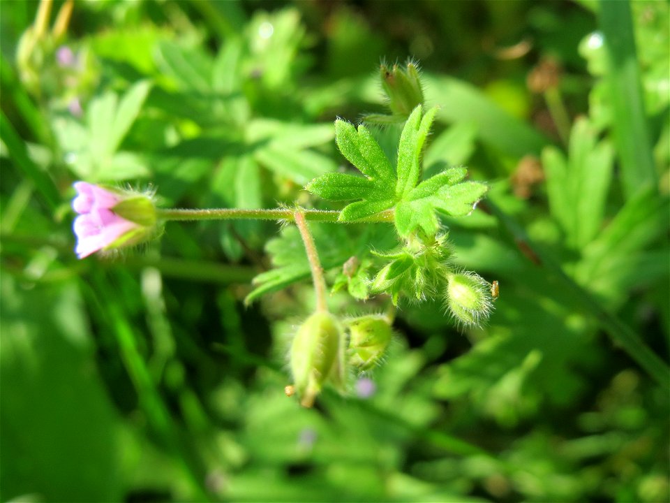 Kleiner Storchschnabel (Geranium pusillum) in Oftersheim