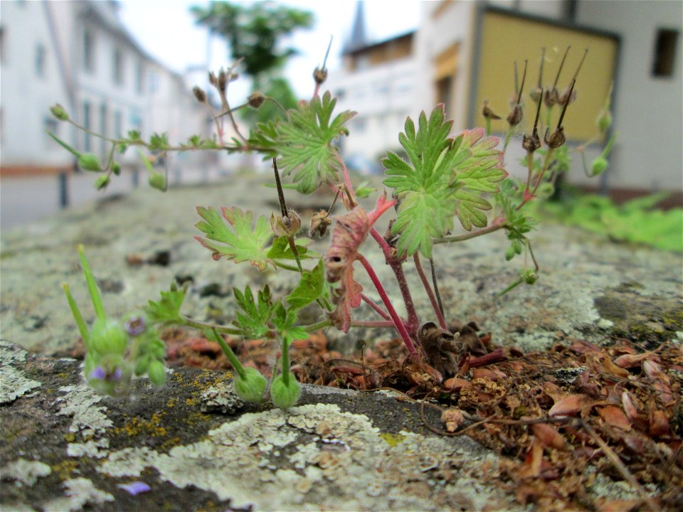Ritzenbotanik: Kleiner Storchschnabel (Geranium pusillum) auf einer Mauer in Reilingen