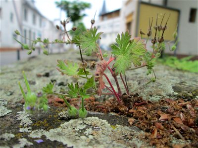 Ritzenbotanik: Kleiner Storchschnabel (Geranium pusillum) auf einer Mauer in Reilingen