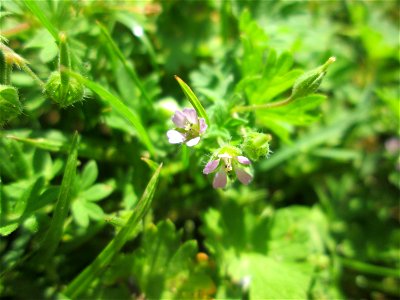 Kleiner Storchschnabel (Geranium pusillum) am Neumarkt in Alt-Saarbrücken