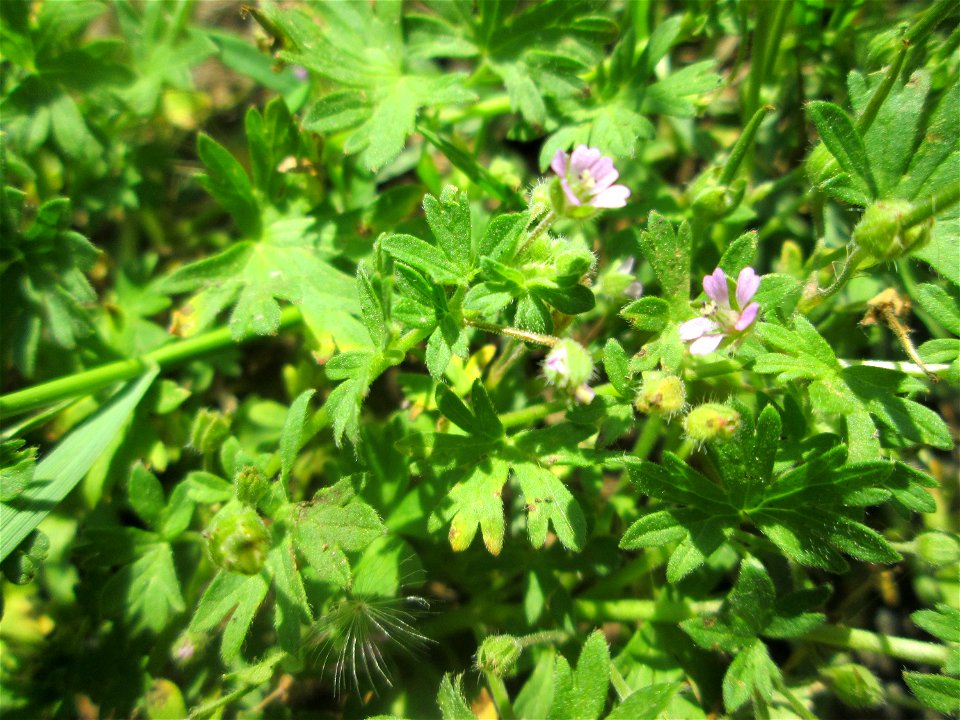 Kleiner Storchschnabel (Geranium pusillum) am Neumarkt in Alt-Saarbrücken