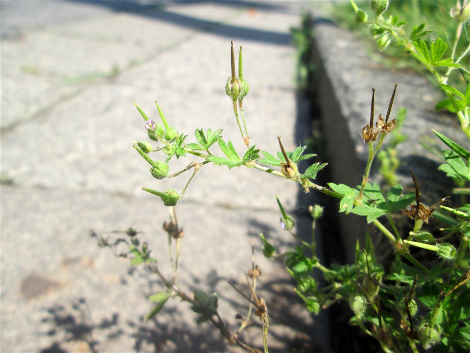 Kleiner Storchschnabel (Geranium pusillum) am Neumarkt in Alt-Saarbrücken