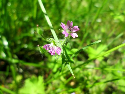 Kleiner Storchschnabel (Geranium pusillum) am Rotenbühl in Saarbrücken