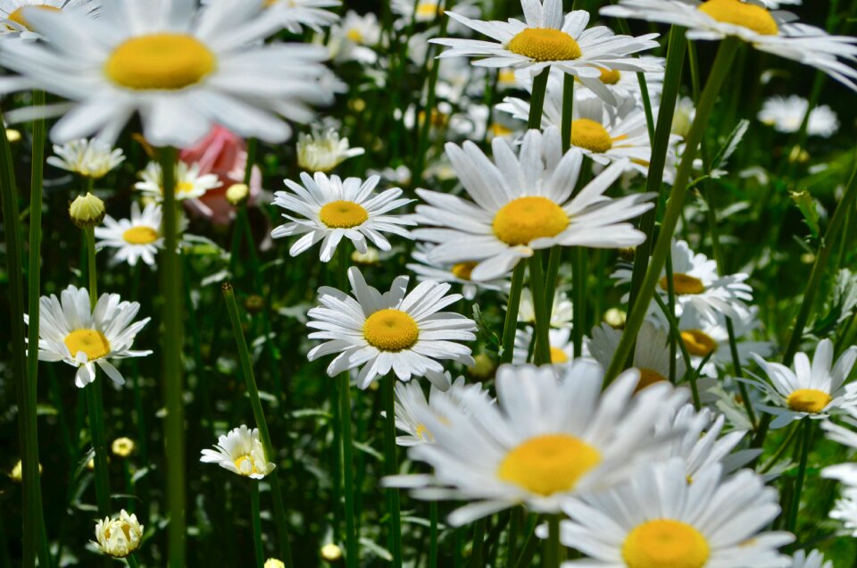Bloom blossom spring