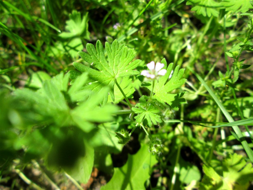 Kleiner Storchschnabel (Geranium pusillum) am Rotenbühl in Saarbrücken