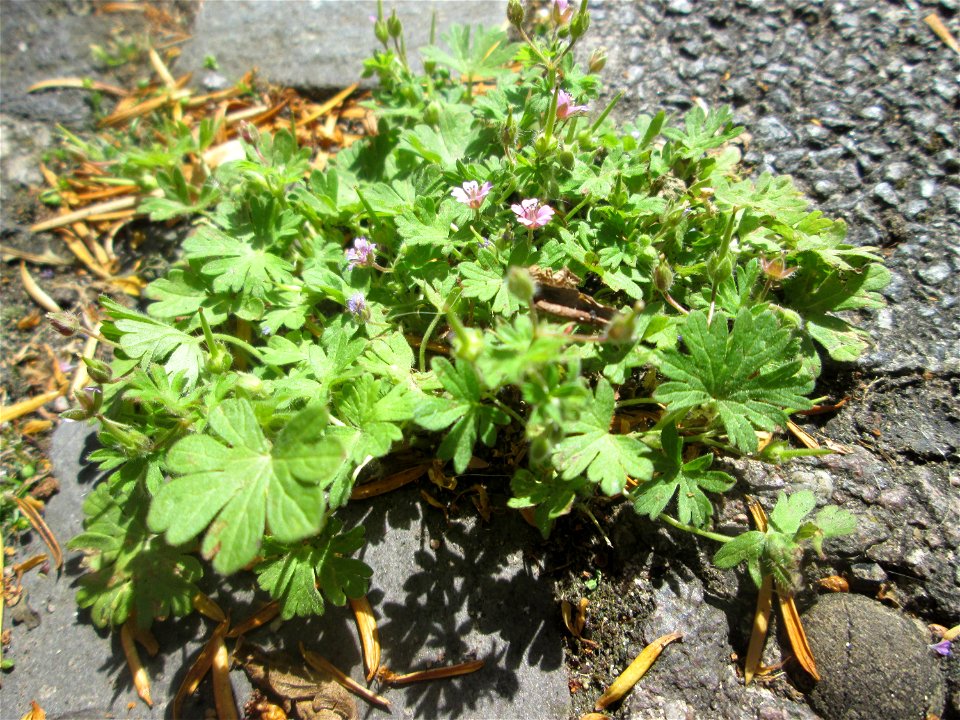 Kleiner Storchschnabel (Geranium pusillum) in Saarbrücken
