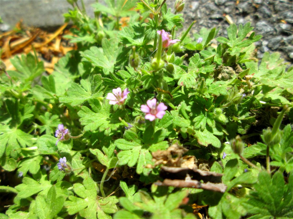 Kleiner Storchschnabel (Geranium pusillum) in Saarbrücken