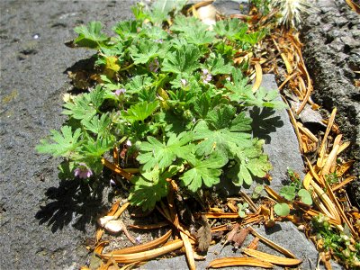 Kleiner Storchschnabel (Geranium pusillum) in Saarbrücken