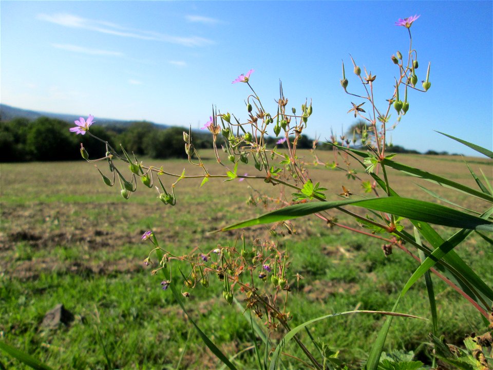 Pyrenäen-Storchschnabel (Geranium pyrenaicum) am Ackerrand auf der Bischmisheimer Höhe