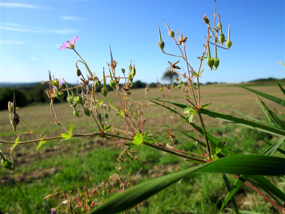 Pyrenäen-Storchschnabel (Geranium pyrenaicum) am Ackerrand auf der Bischmisheimer Höhe