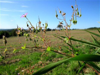 Pyrenäen-Storchschnabel (Geranium pyrenaicum) am Ackerrand auf der Bischmisheimer Höhe