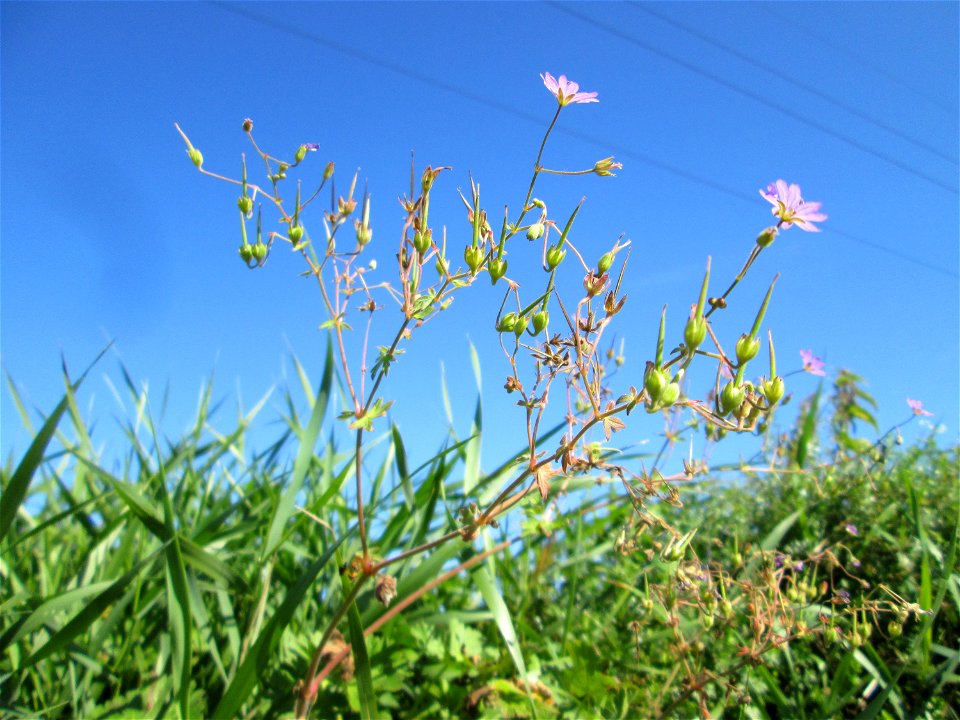 Pyrenäen-Storchschnabel (Geranium pyrenaicum) am Ackerrand auf der Bischmisheimer Höhe