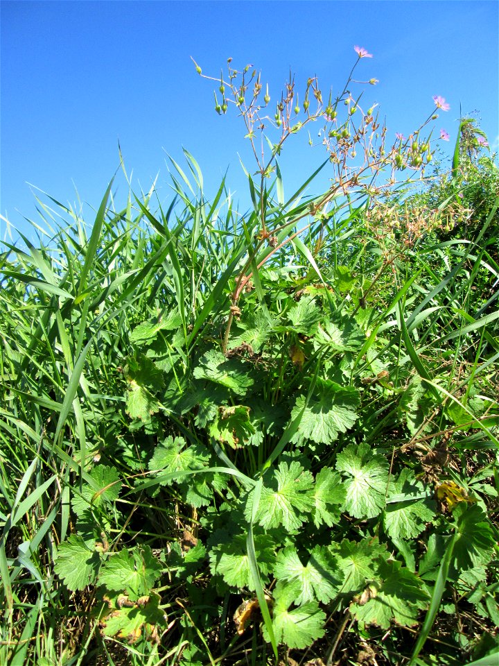 Pyrenäen-Storchschnabel (Geranium pyrenaicum) am Ackerrand auf der Bischmisheimer Höhe
