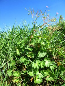 Pyrenäen-Storchschnabel (Geranium pyrenaicum) am Ackerrand auf der Bischmisheimer Höhe