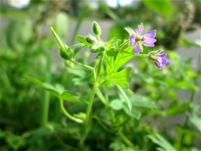 Kleiner Storchschnabel (Geranium pusillum) in Saarbrücken photo