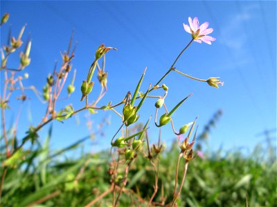 Pyrenäen-Storchschnabel (Geranium pyrenaicum) am Ackerrand auf der Bischmisheimer Höhe