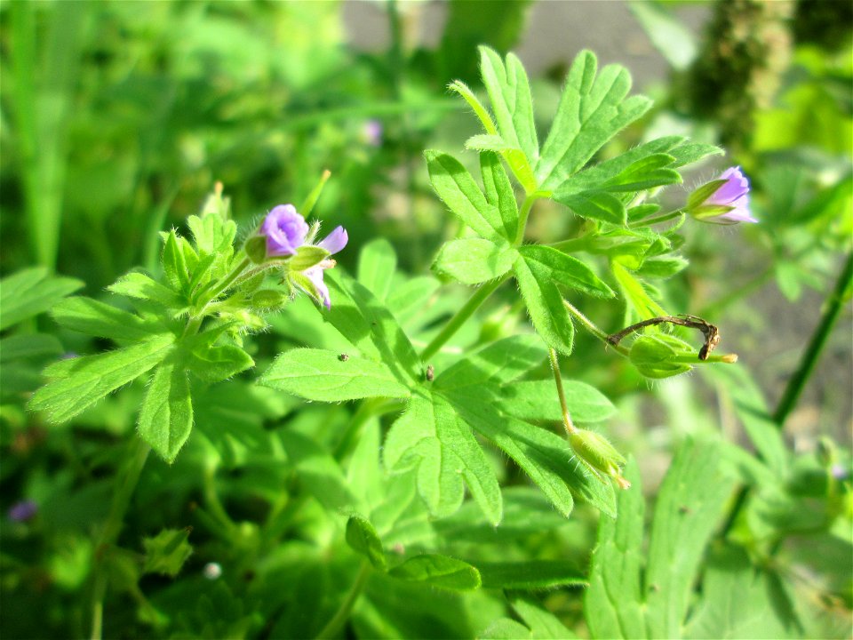Kleiner Storchschnabel (Geranium pusillum) in Saarbrücken
