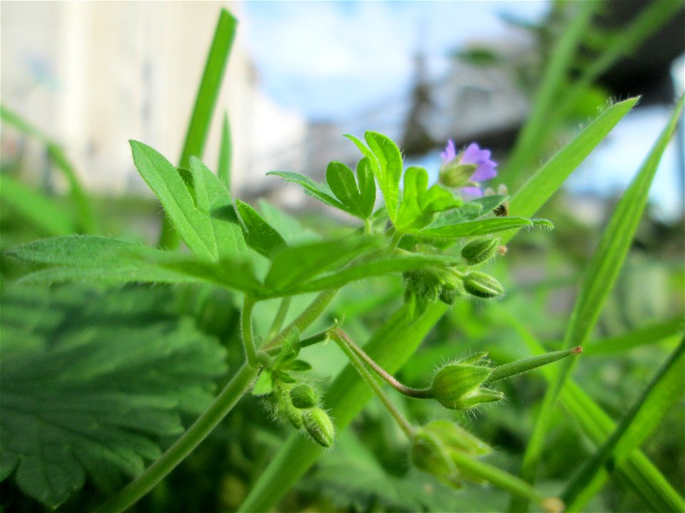 Kleiner Storchschnabel (Geranium pusillum) in Saarbrücken