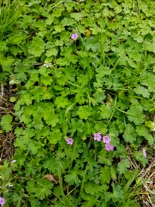 A mat of Geranium pusillum in grass showing leaves and flowers