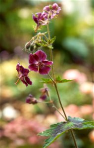 Geranium phaeum 'Samobor' photo