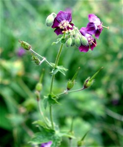 Geranium phaeum Taken By Paul Henjum Summer of 2006. photo