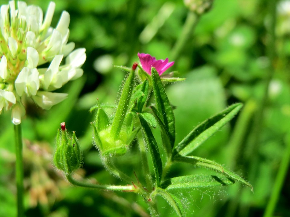 Schlitzblättriger Storchschnabel (Geranium dissectum) im Neuenheimer Feld in Heidelberg