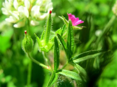 Schlitzblättriger Storchschnabel (Geranium dissectum) im Neuenheimer Feld in Heidelberg