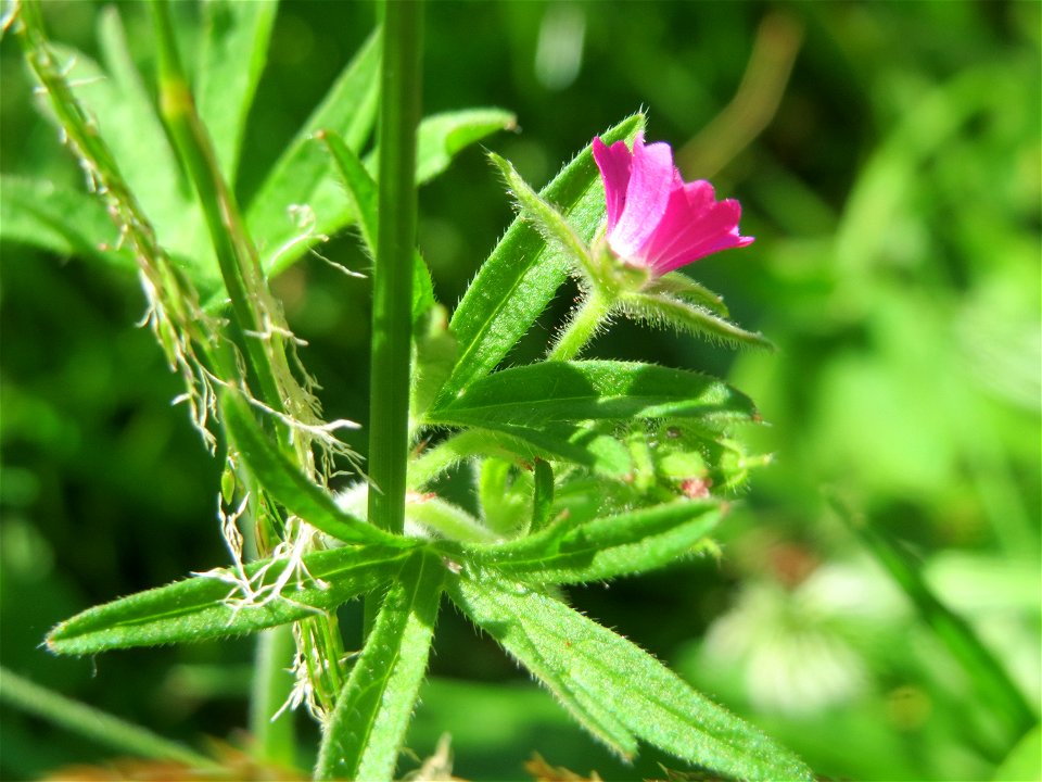 Schlitzblättriger Storchschnabel (Geranium dissectum) im Neuenheimer Feld in Heidelberg