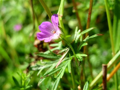 Stein-Storchschnabel (Geranium columbinum) bei Nußloch