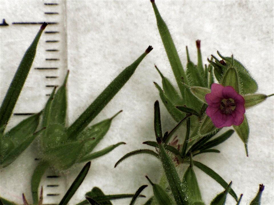 Geranium dissectum