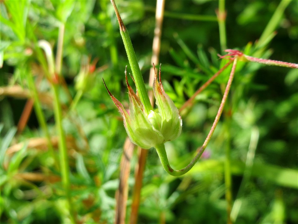 Stein-Storchschnabel (Geranium columbinum) bei Nußloch