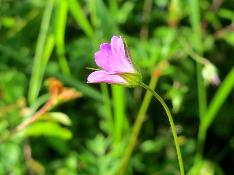 Stein-Storchschnabel (Geranium columbinum) bei Nußloch
