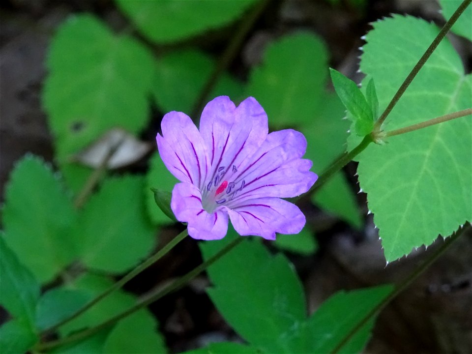 Geranium nodosum