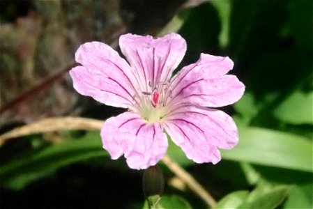 Geranium nodosum
