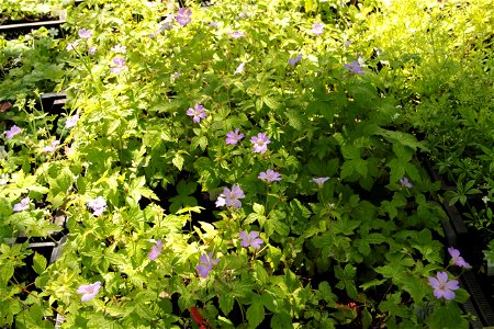 Geranium nodosum