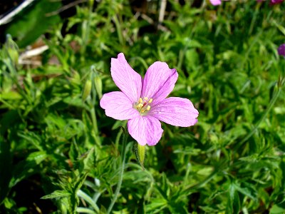 I am the originator of this photo. I hold the copyright. I release it to the public domain. This photo depicts a flower.