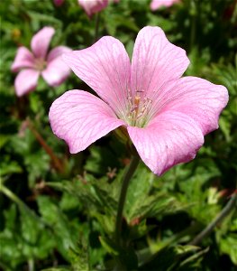 Geranium endressii 'Wargraves Pink' in the UC Botanical Garden, Berkeley, California, USA. Identified by sign.