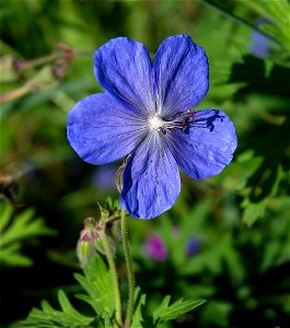 Geranium ‘Johnson’s Blue’. Possibly a form of Geranium himalayense