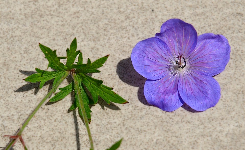 Geranium ‘Johnson’s Blue’. Possibly a form of Geranium himalayense