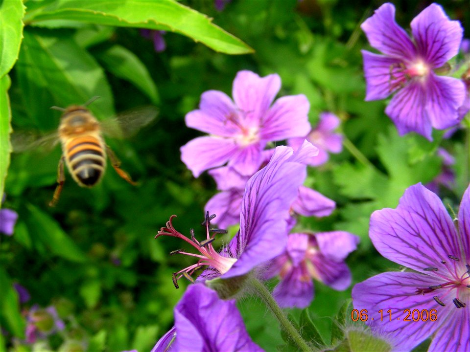 Johnston's geranium, bee