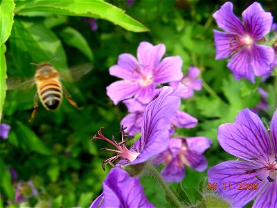 Johnston's geranium, bee photo